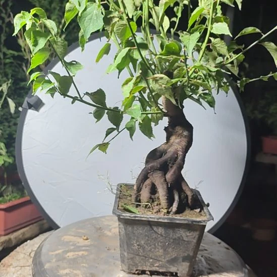 用***7无花朵梅花盆景精品造型