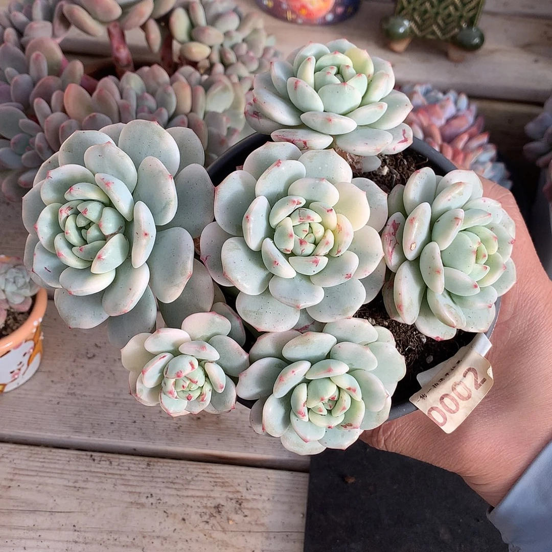 002香草锦多肉一颗17.5厘米