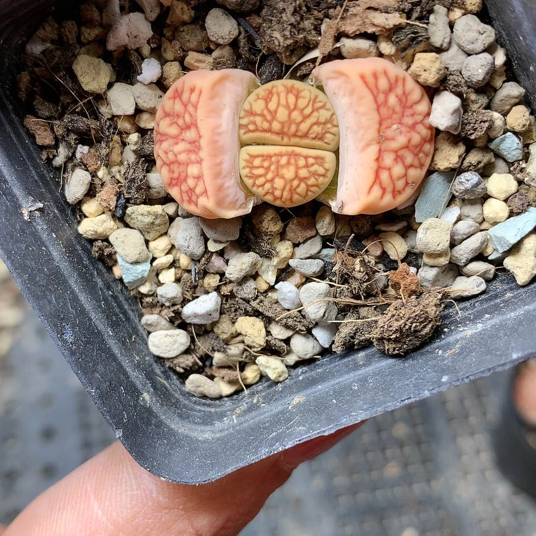 D46多肉植物保护研究所