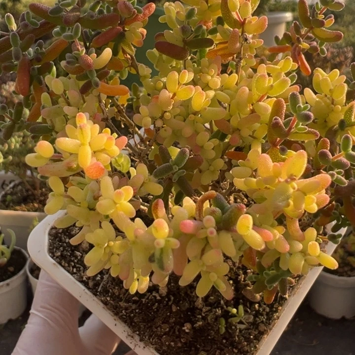 C703米粒阴阳拉丝锦