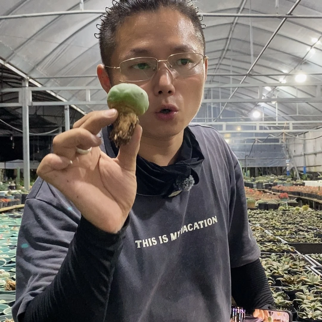 草球4-5公分两颗萝卜根量拍