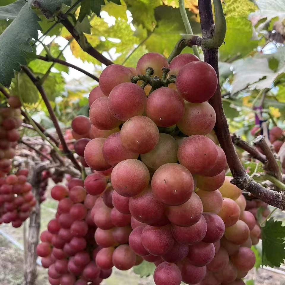 妮娜皇后-现采现摘，一级果