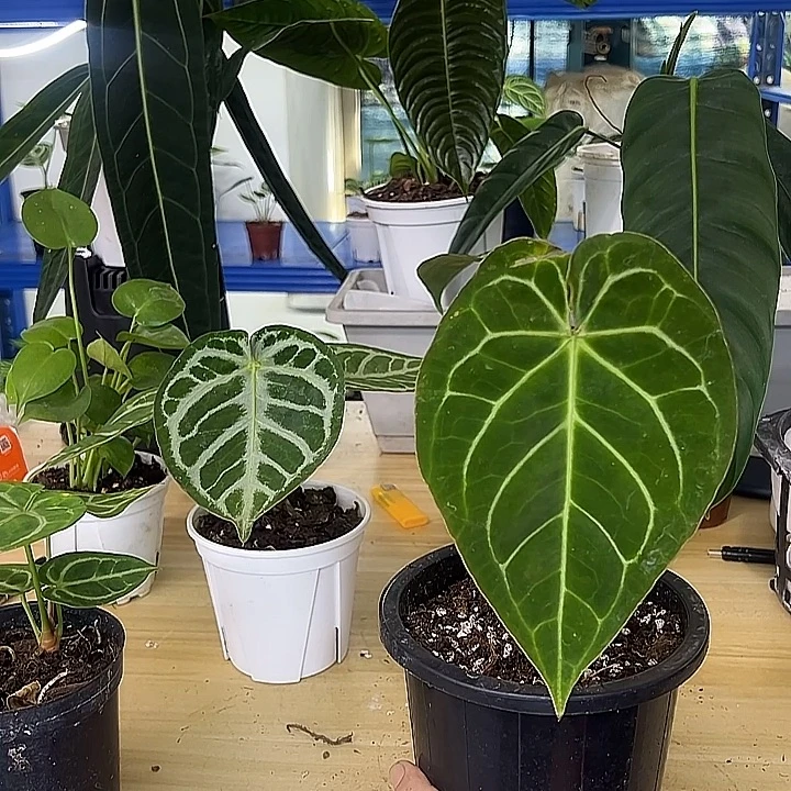 无花朵有点小叶损，克莱恩杂华丽