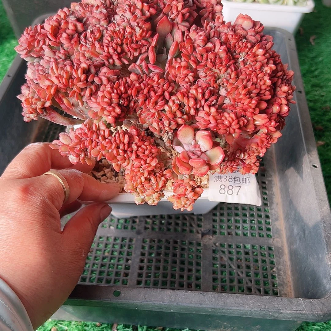 多肉一物一拍植物887