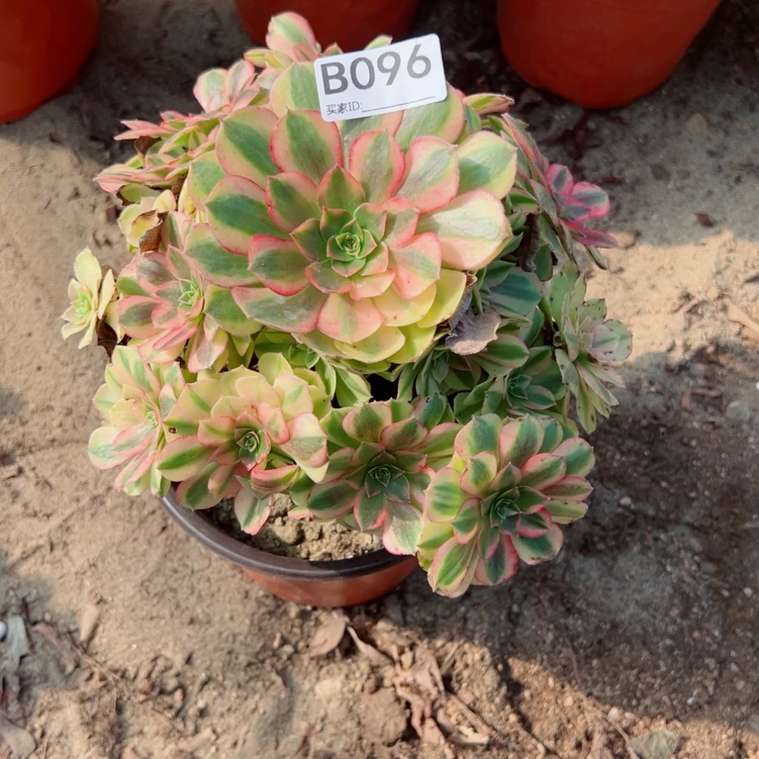 096雨荷多肉植物法师