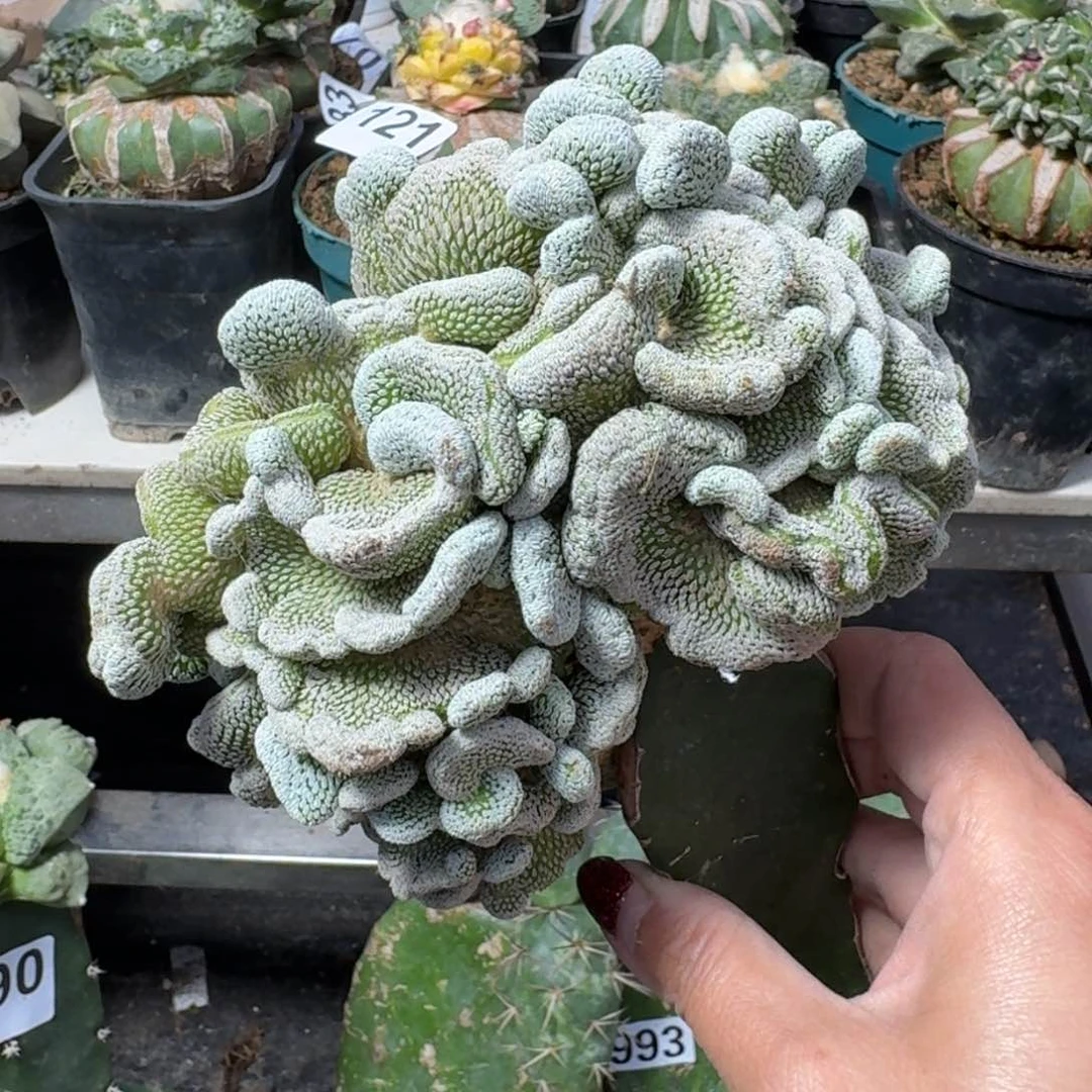 【闪购商品】无花朵十五公分精巧丸坠化