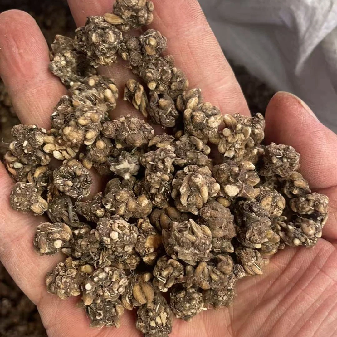 深山自然生长猫爪草可煮水煲汤搭配桑黄灵芝黄金搭配非皂角米