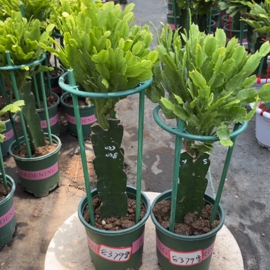 雪***康当前无花栽培后可以开花