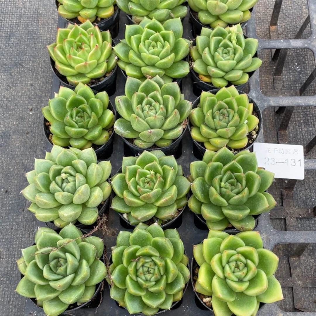 H**然一物一拍18颗23-131