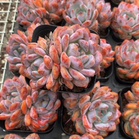 韩橙。