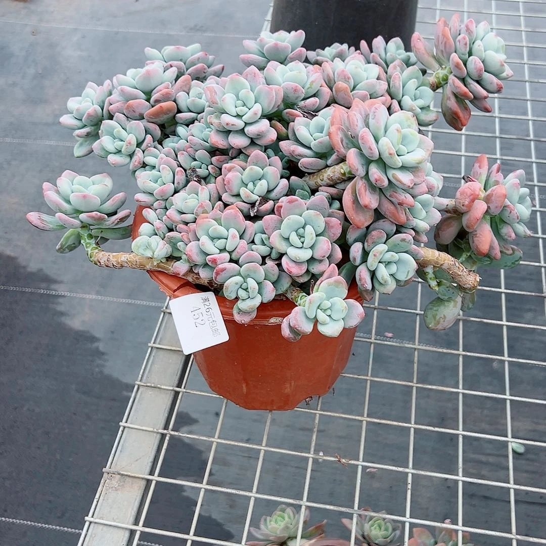 等***452洛神多肉植物多肉