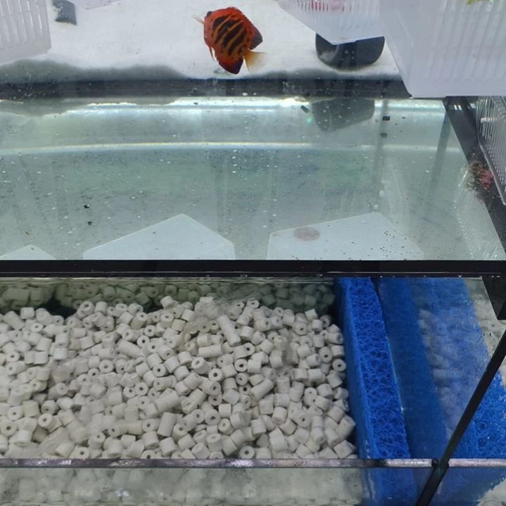 海水鱼132号火焰仙