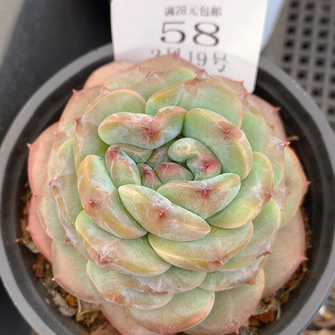 【闪购商品】云58号