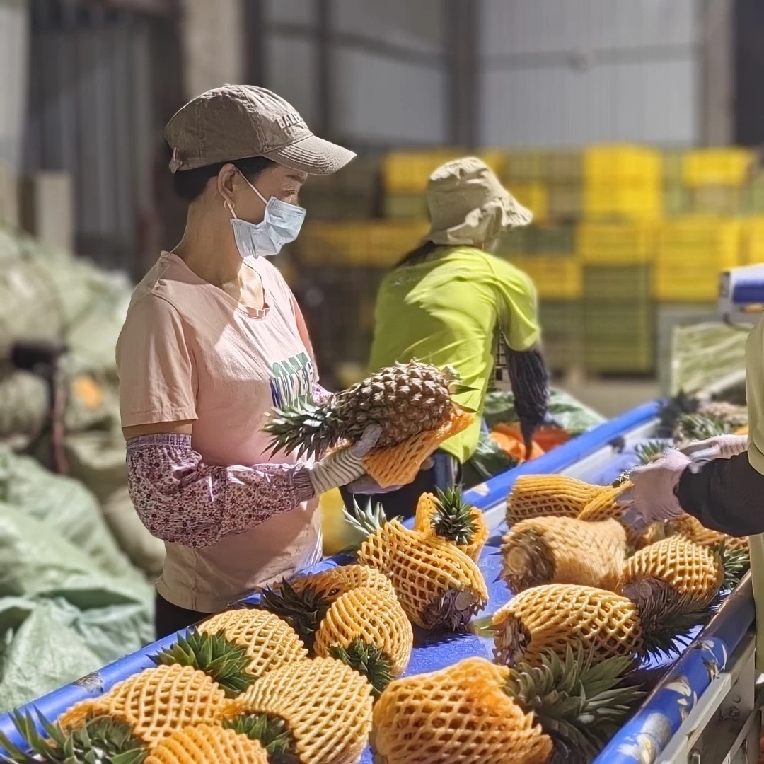 海南树熟金钻凤梨/箱 (严选店)