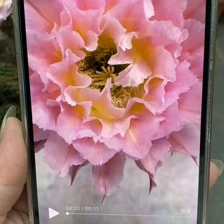 香香妩媚侧芽4公分左右
