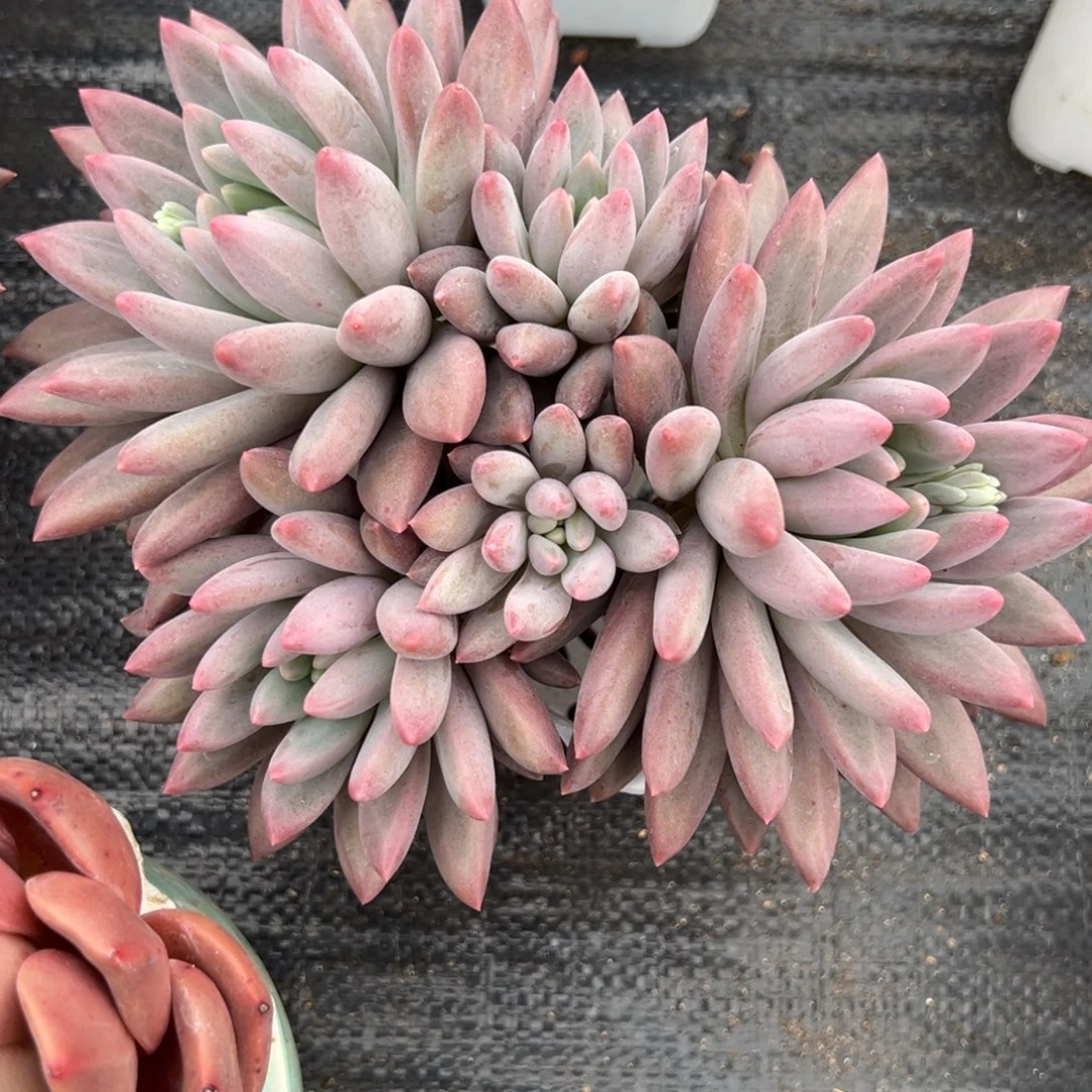 杨***哥红蜻蜓一物一拍多肉