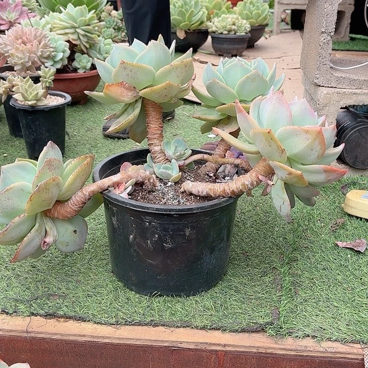 白凤多肉造型桩5号