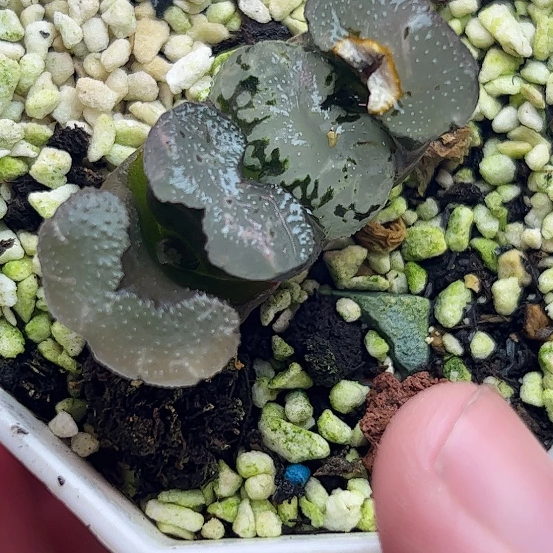 碧空十二卷多肉植物园