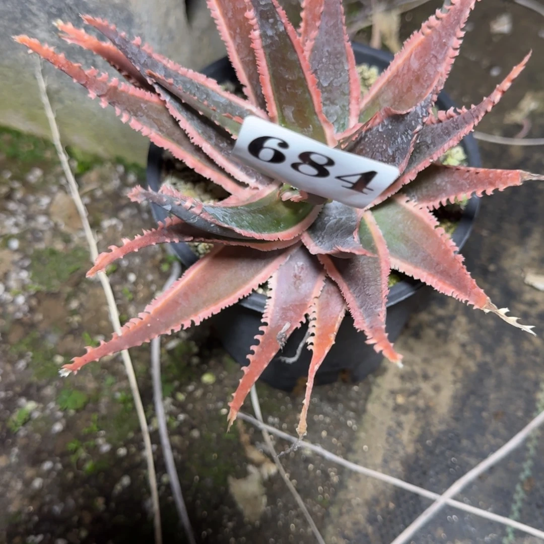 蜻蜓园艺芦荟多肉植物