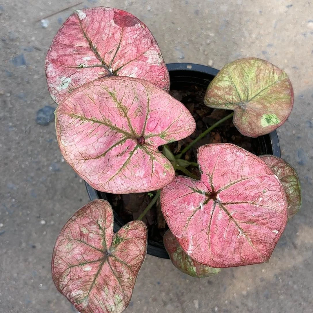 91-0121彩叶芋泰国发货