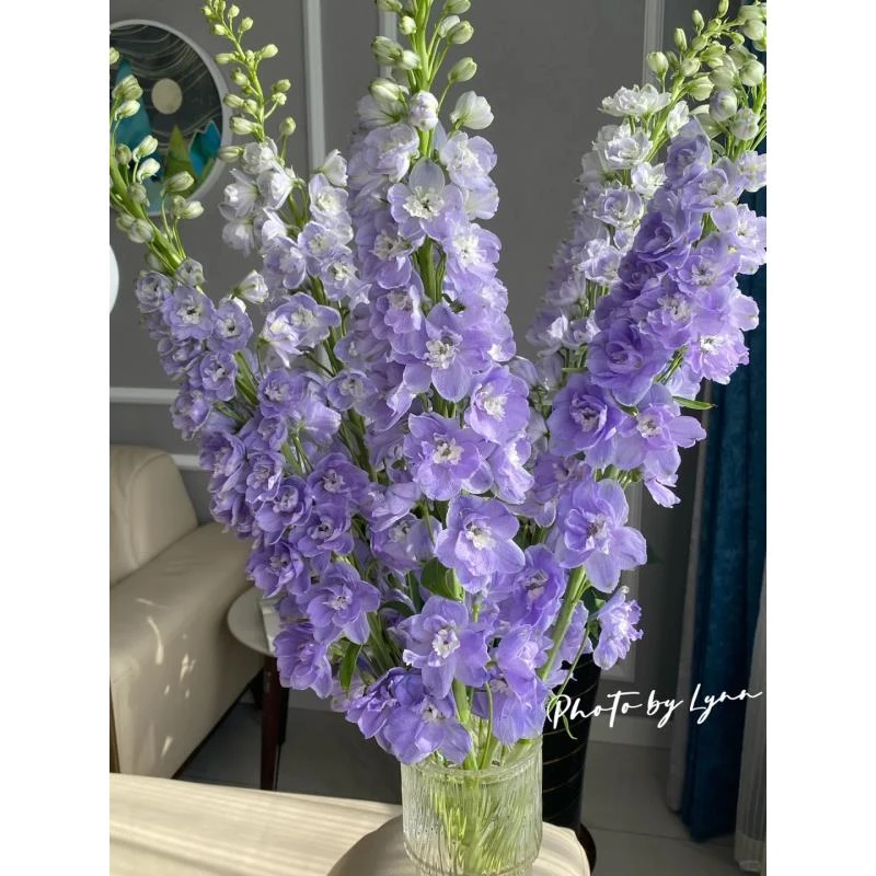 浅紫色重瓣大飞燕  一扎 --收到花有问题第一时间联系客服