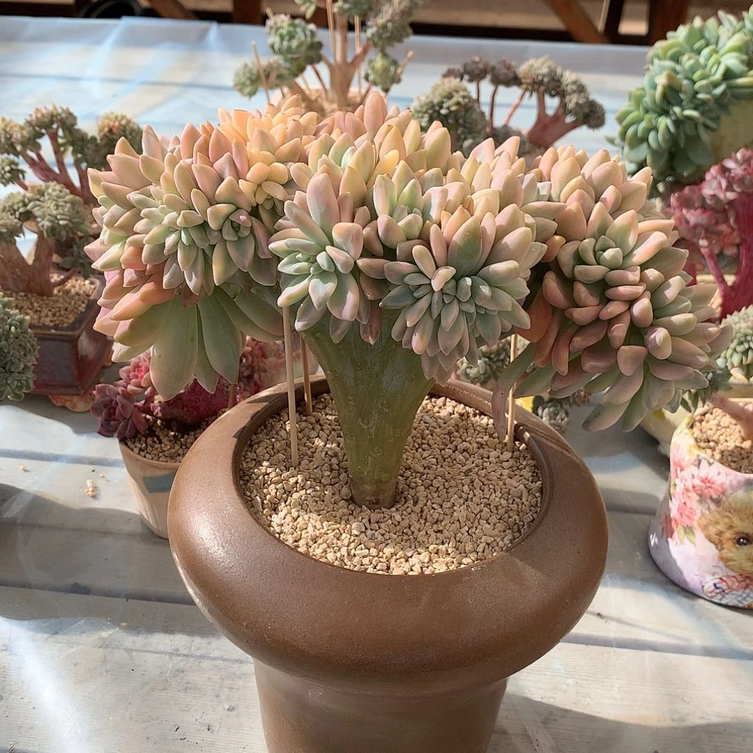 淡雪锦缀一颗23厘米