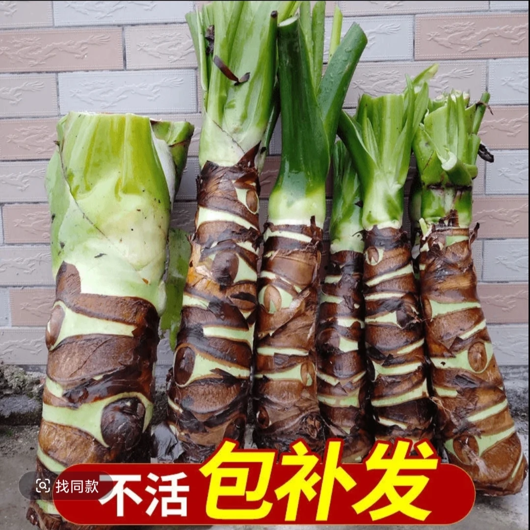 霸王芋滴水观音老桩大型室内绿植花卉水培土培吸甲醛盆景直播间