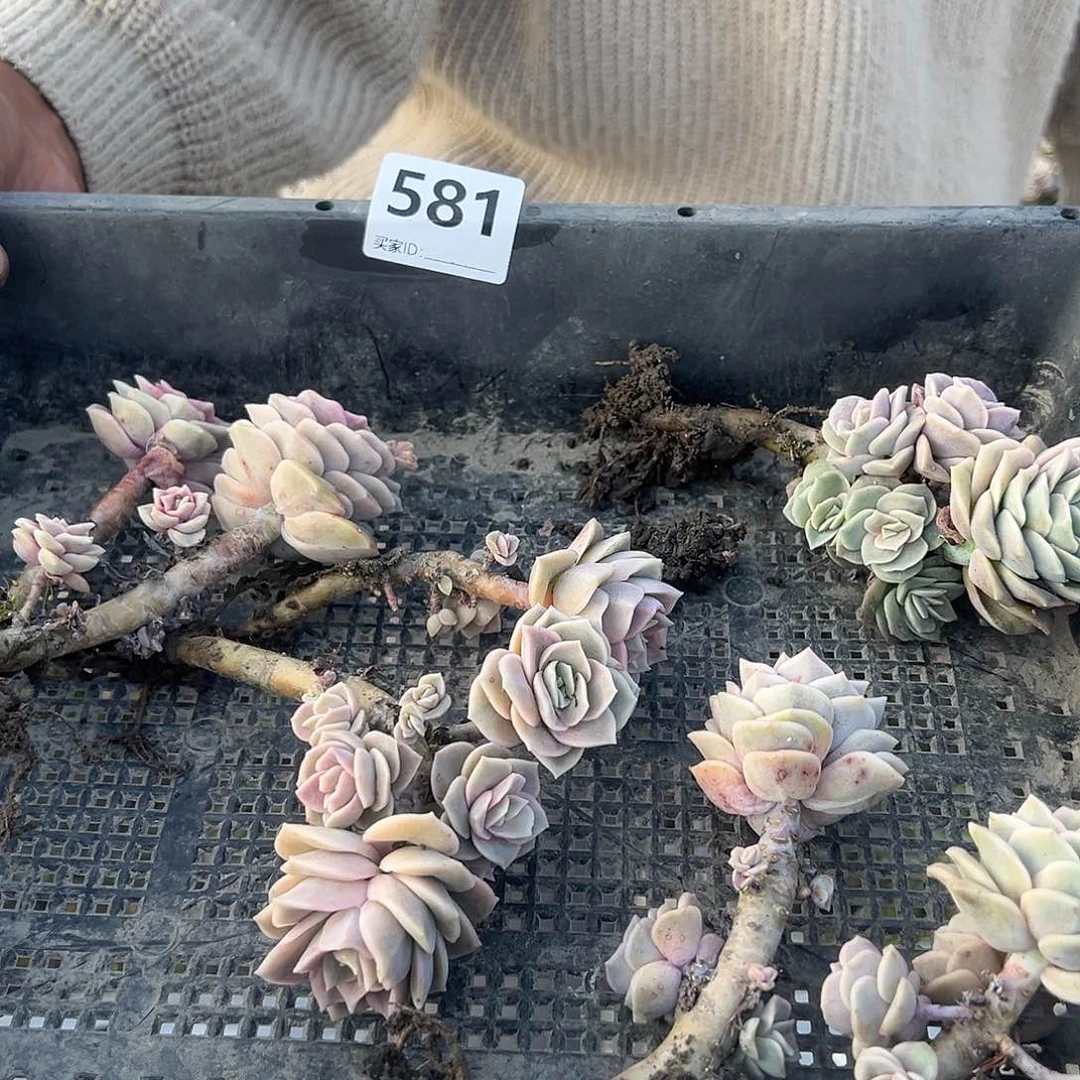 丫*581可爱玫瑰花