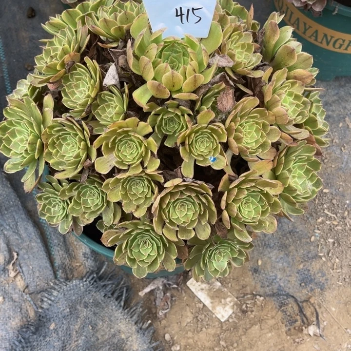 415多肉植物法师老庄