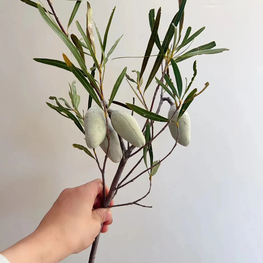 一花一木.【澳洲新鲜木梨花材】直接做干花 昆明基地直发顺丰包邮