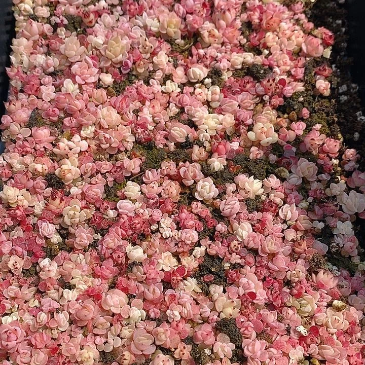 39 多肉植物盆栽花卉植物