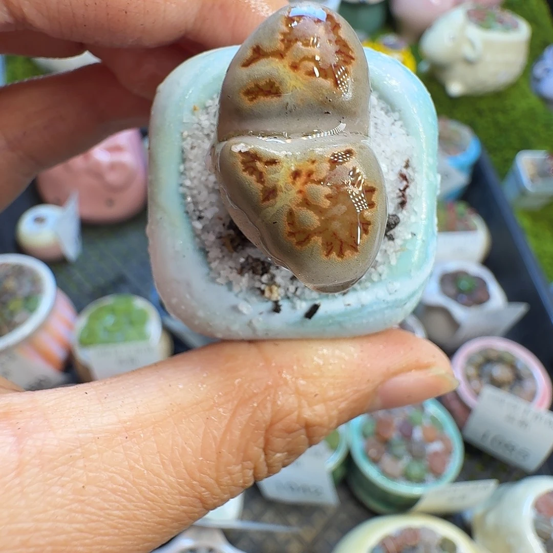 多肉植物福利冲1086