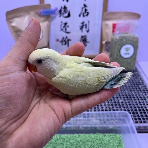 牡丹鹦鹉-金顶白面苹果绿澳桂公F60828