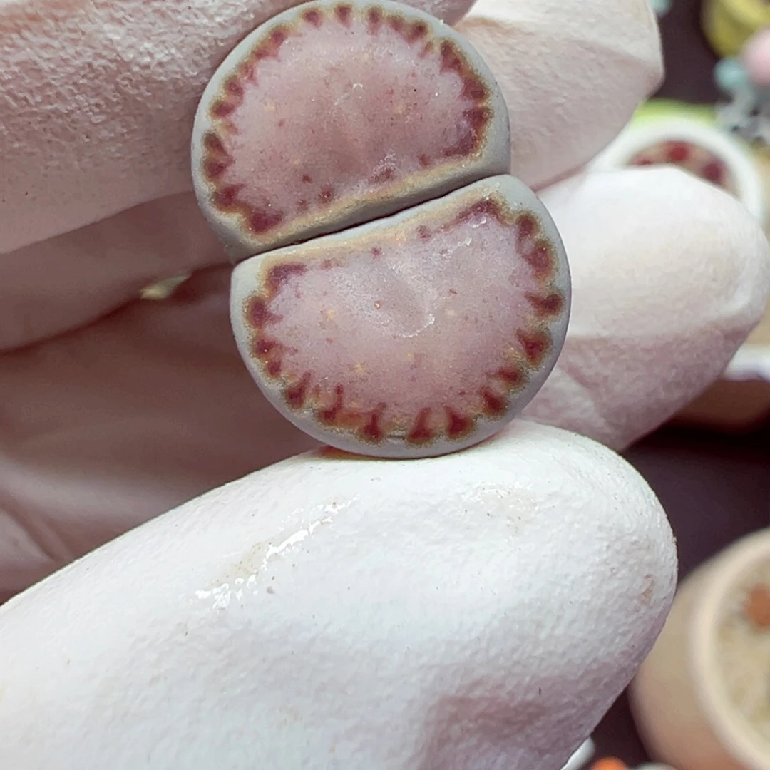 精致优秀的肉肉728-51