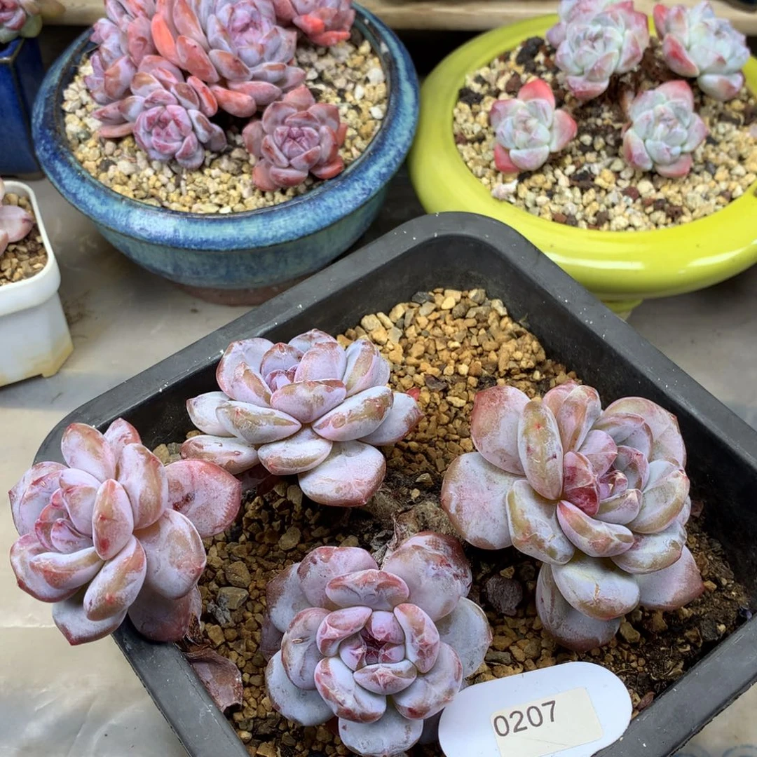 粉底紫心207/17cm4头