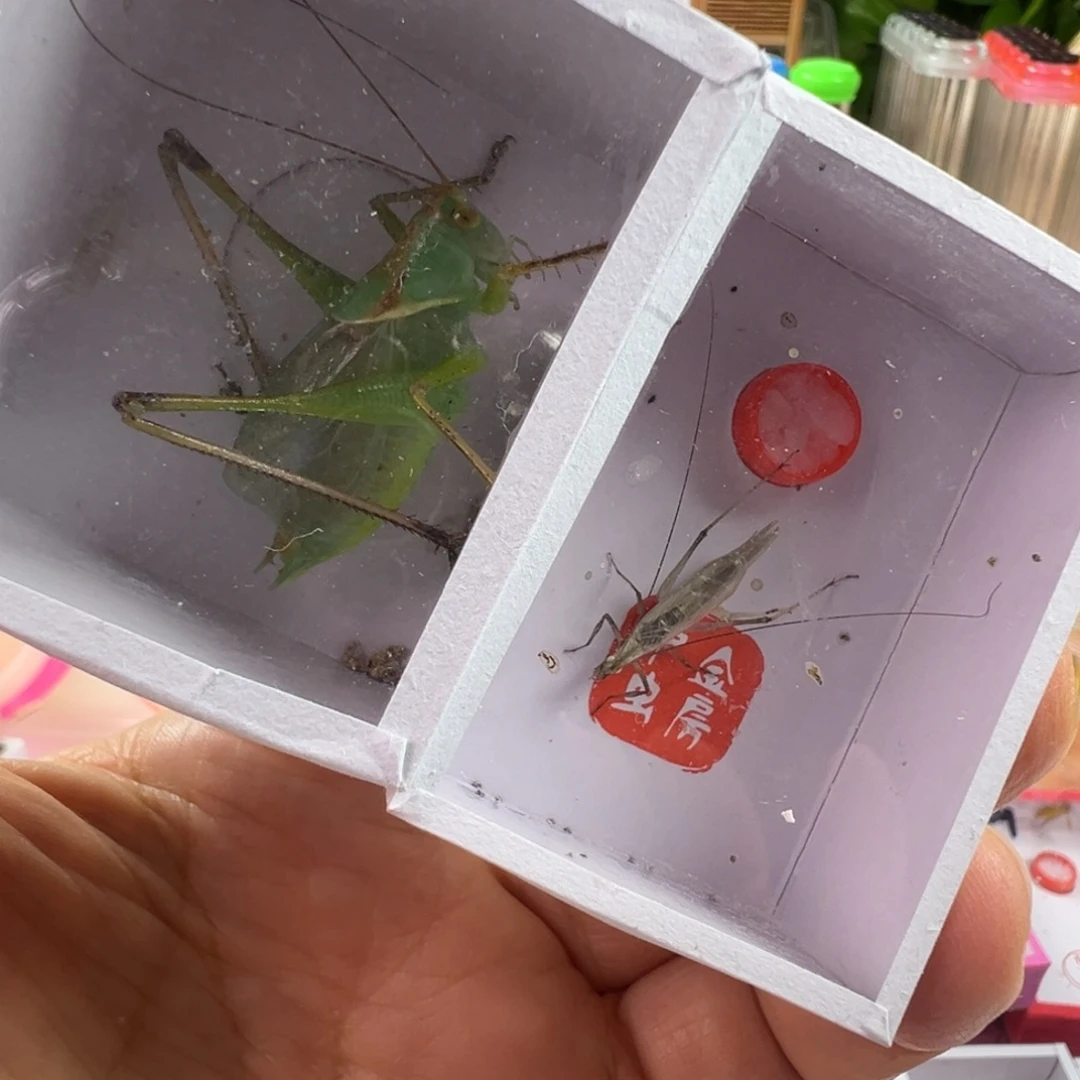 蟋蟀一只大个翠绿吉尔➕一只黑紫竹蛉