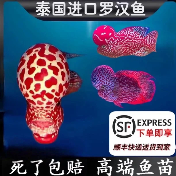 泰国金花鸿运泰金火凤鸿运蛇纹罗汉鱼压成鱼苗（直播选鱼100~500）