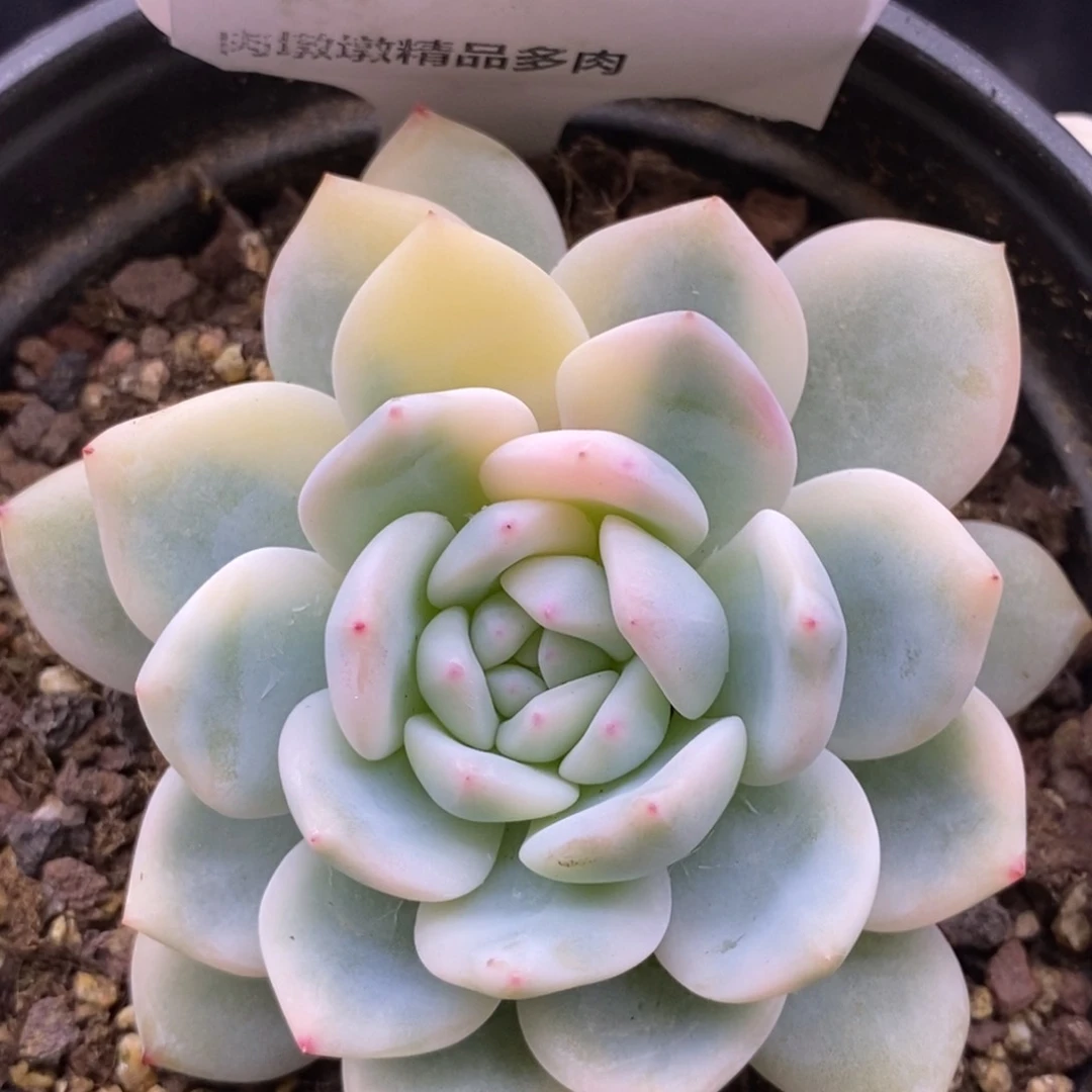 【闪购商品】25-25