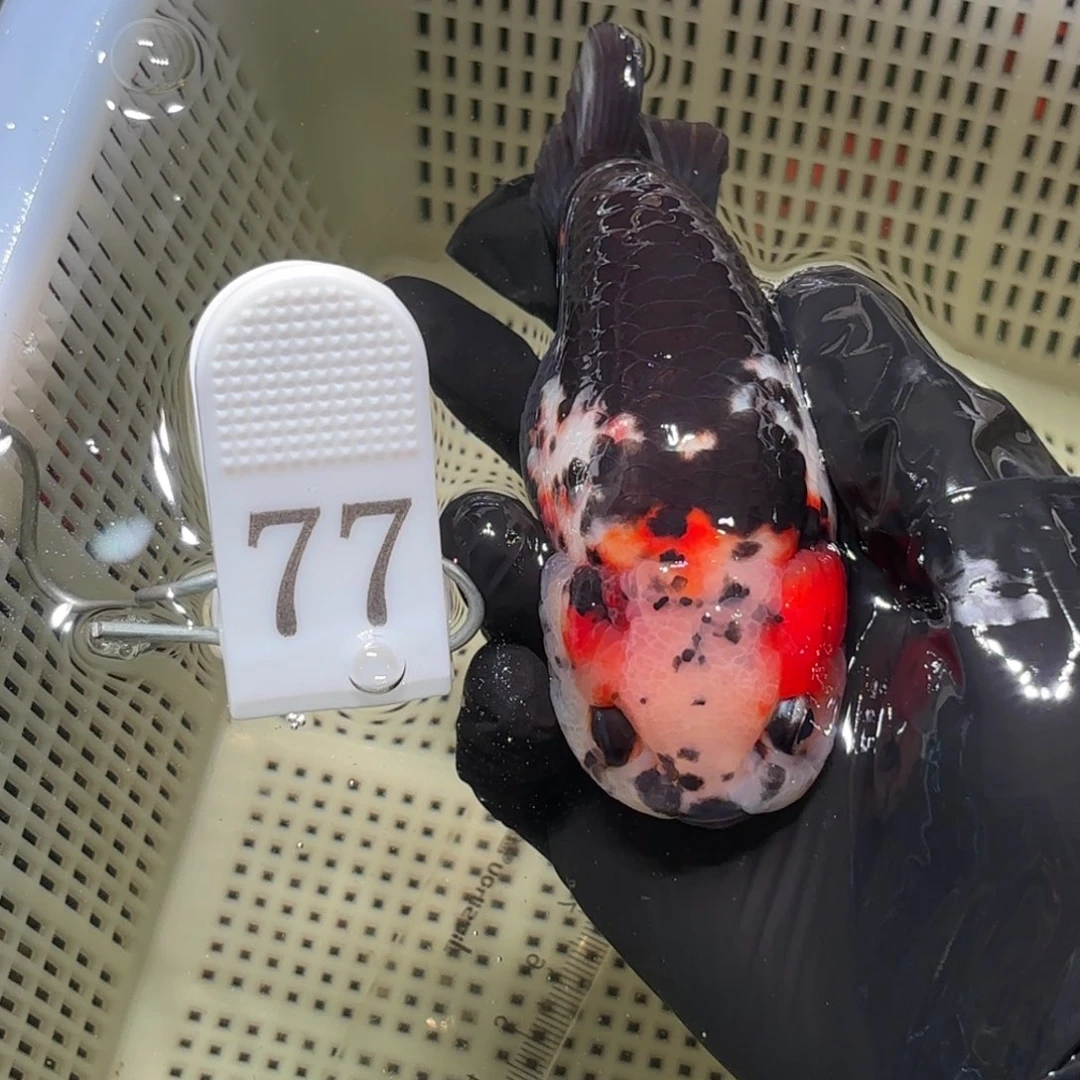 金鱼运费到付，或者拍包装包邮