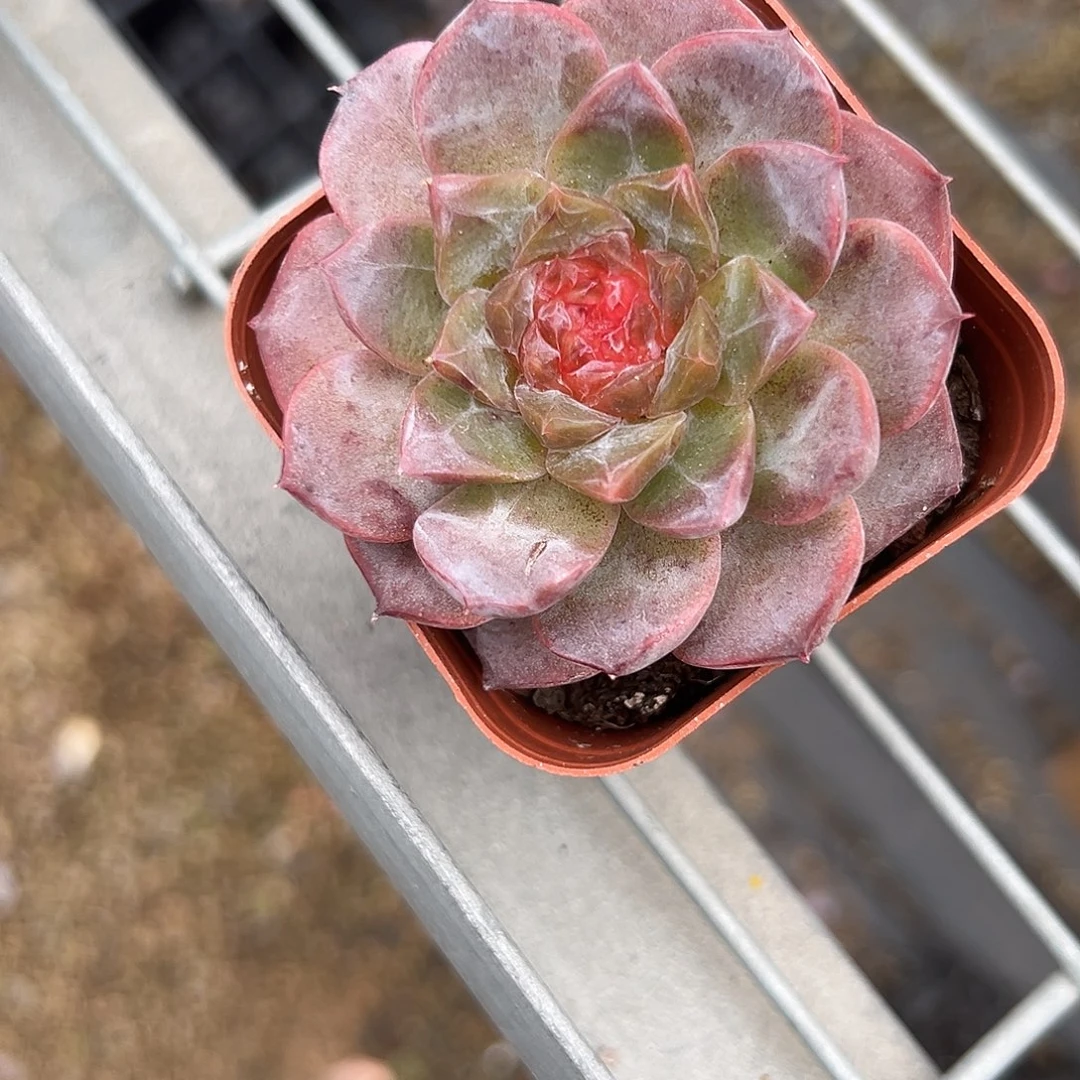 三生三世十里桃花得到一颗糖心一颗