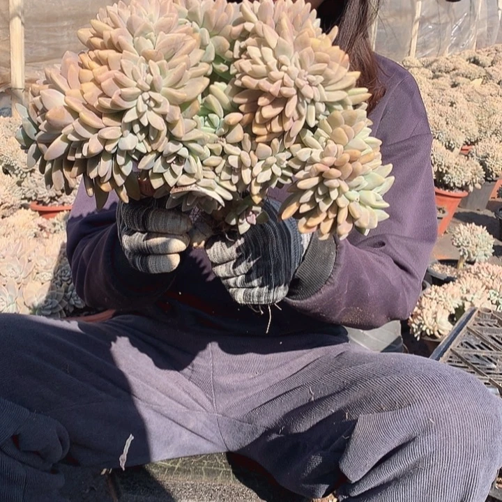 615 淡雪缀 一物一拍