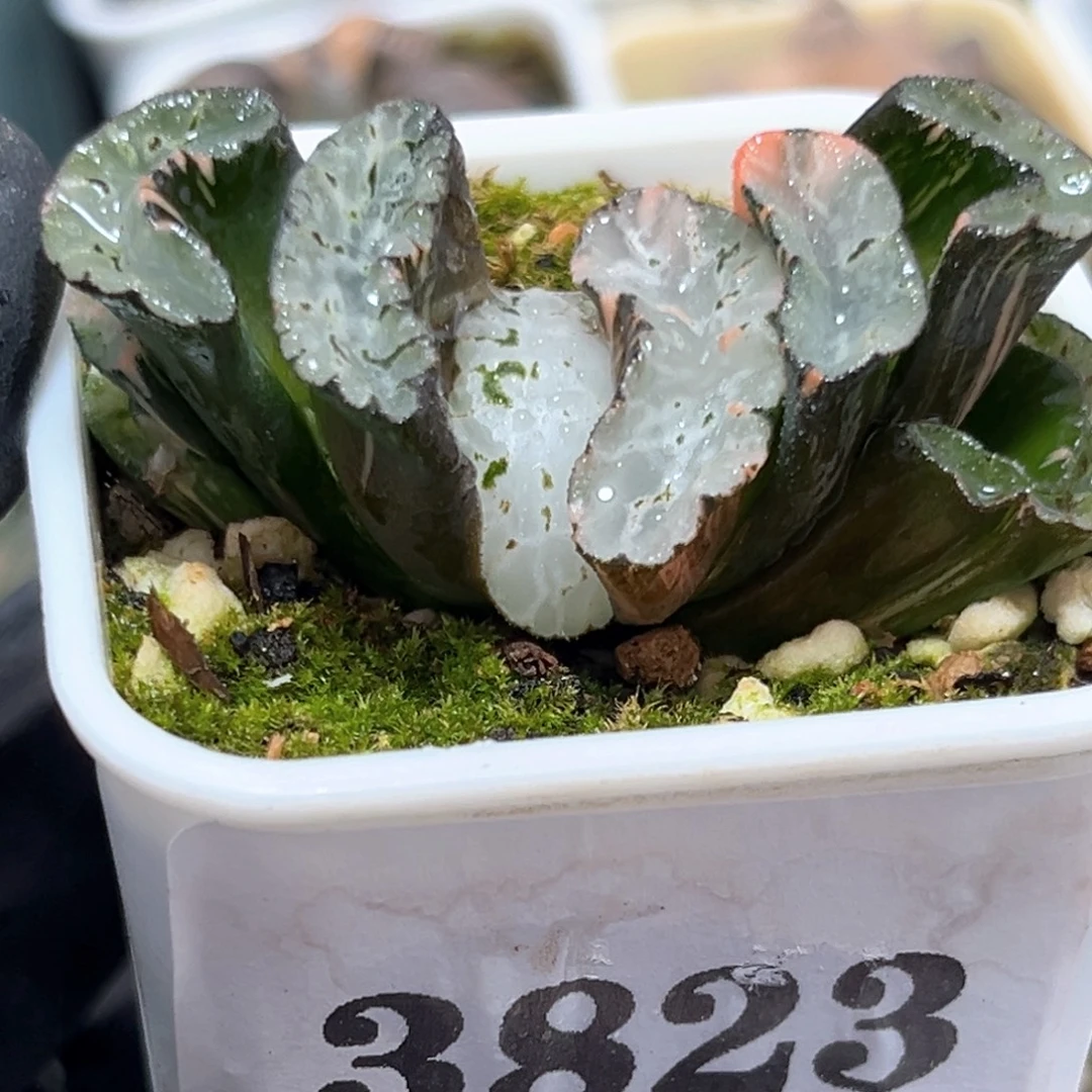 恭喜发财大吉大利3832