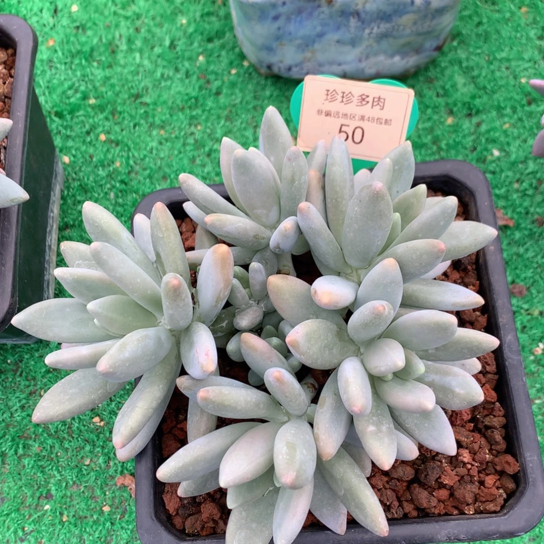 白兰地无砍平头50