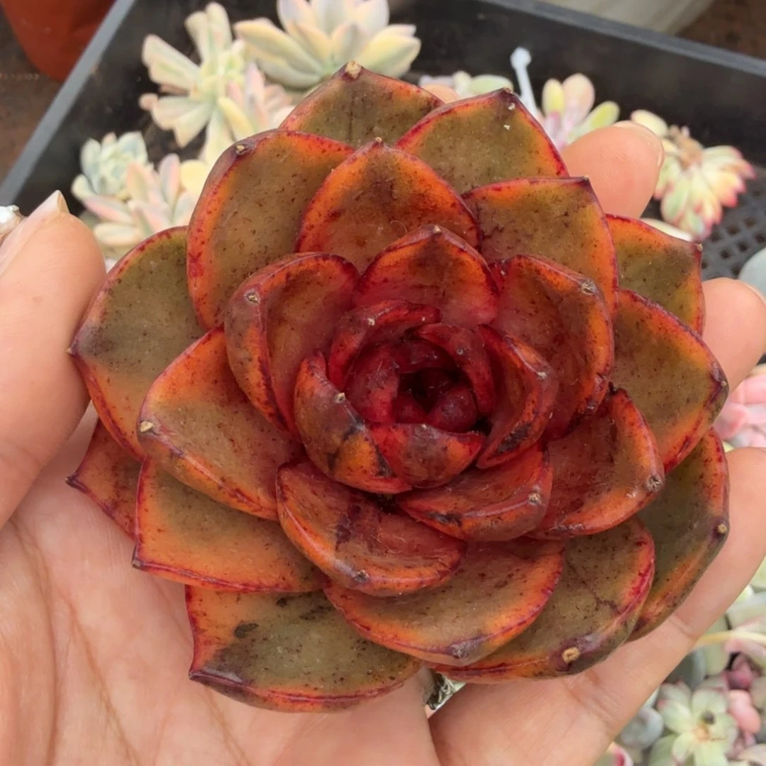 红玫瑰锦腹轮锦一刻主头