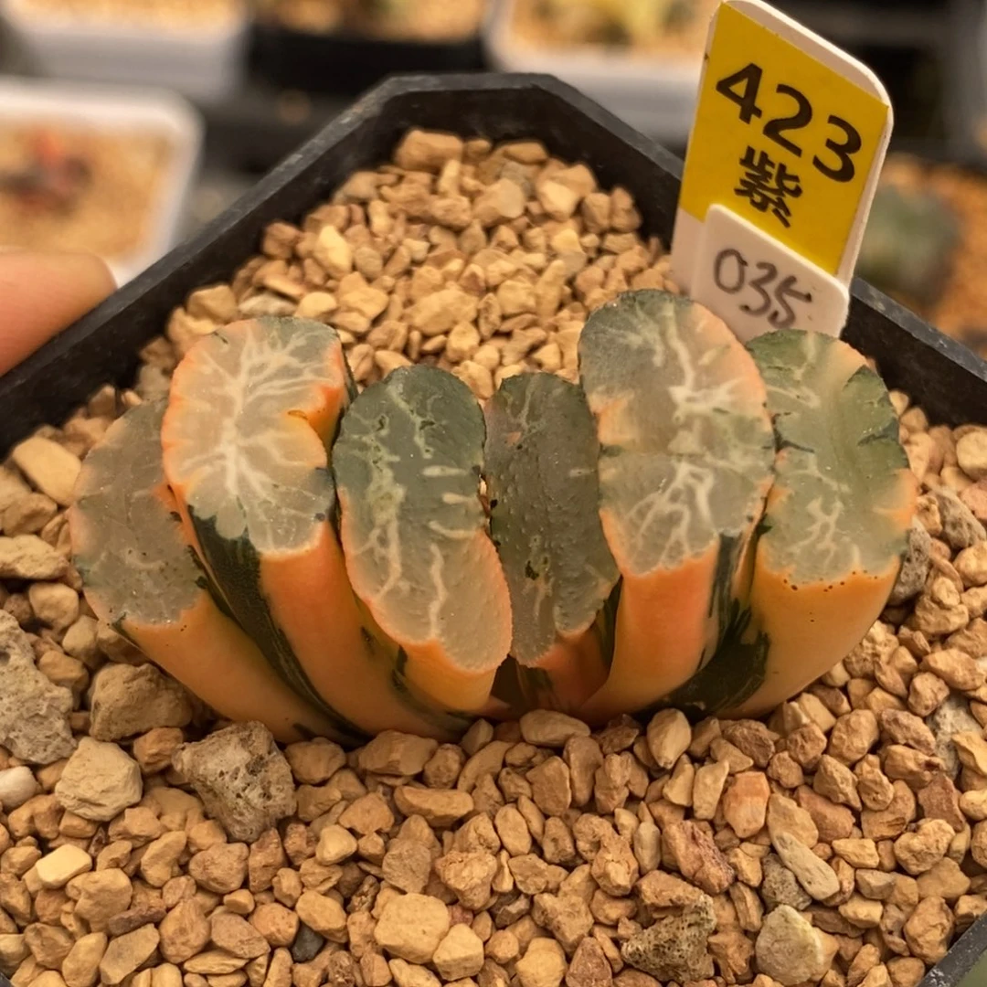 423北斋玉扇多肉植物