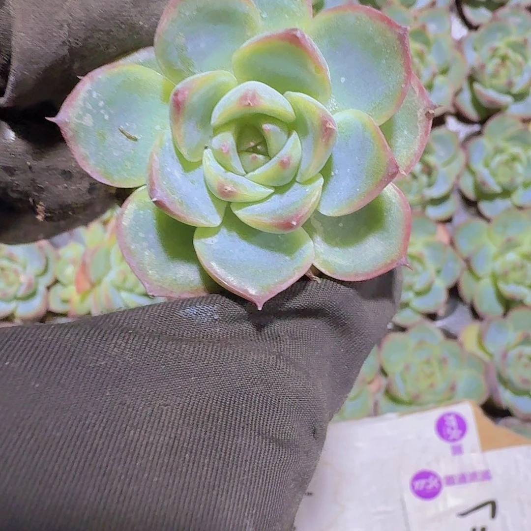 精品粉水晶两颗一组