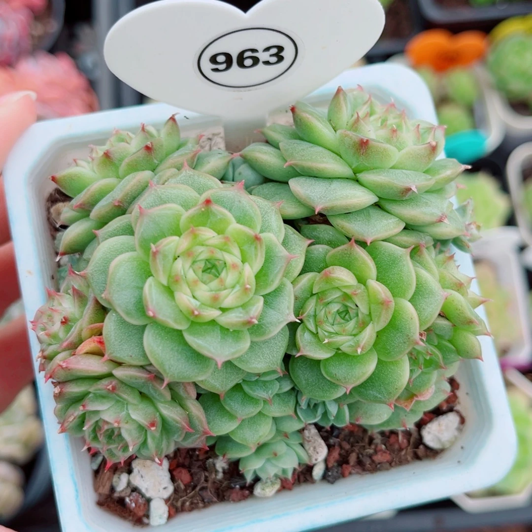 963号小老桩珍妮麦秆群