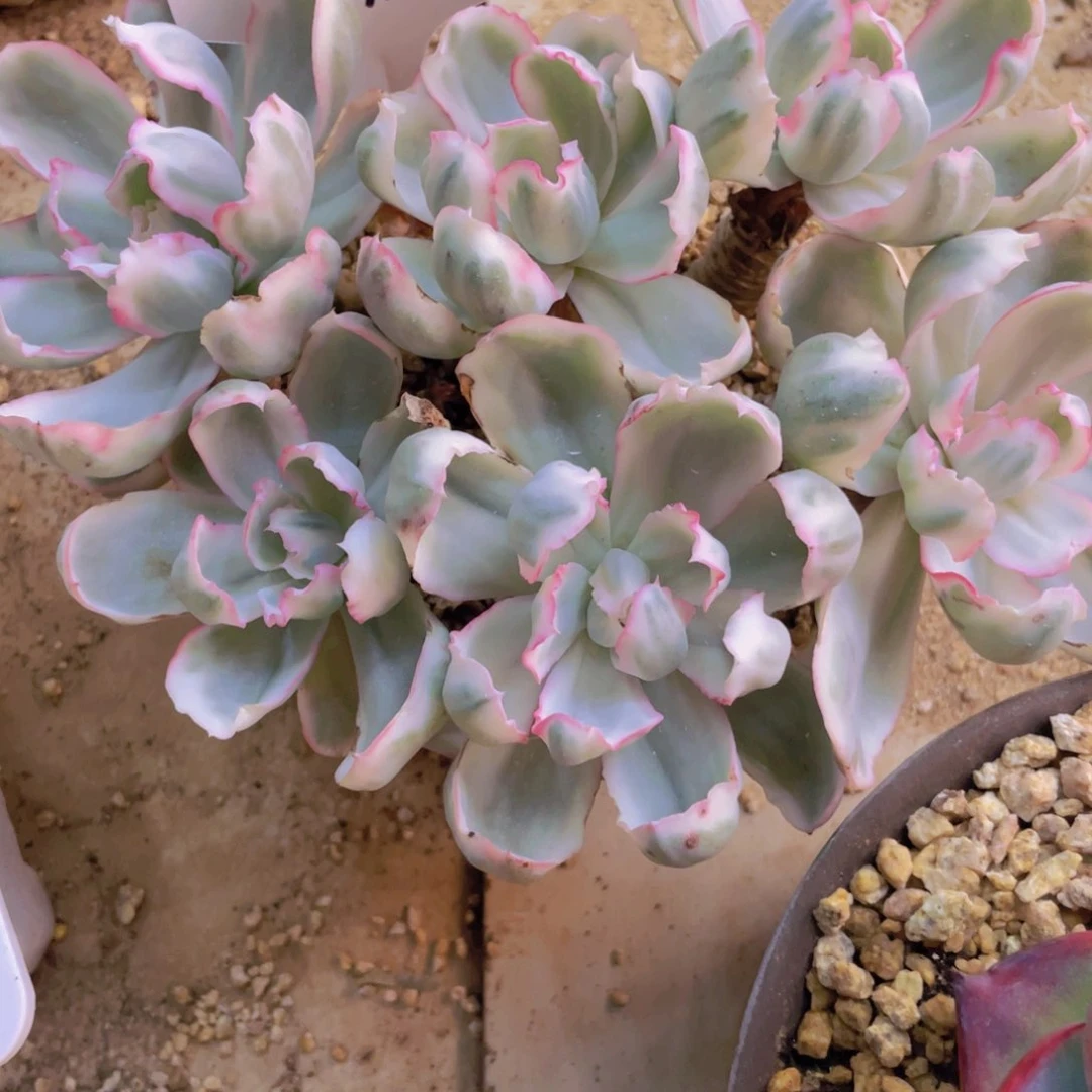 飙***叔伯克利锦大叔寄养