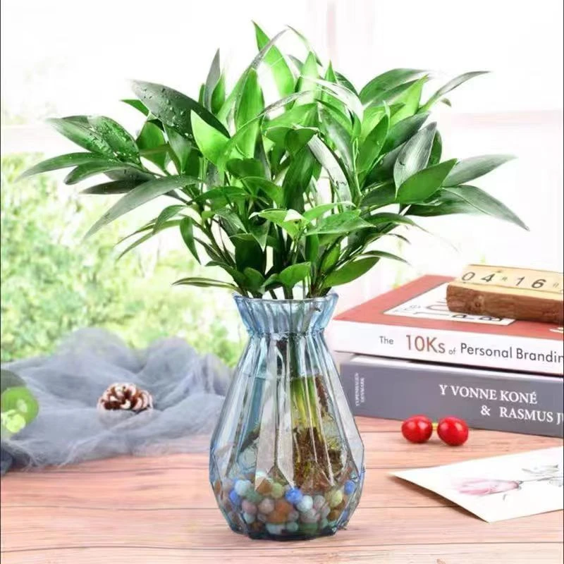 【水培驱蚊竹柏】水养盆栽绿植水培花卉客厅办公好养四季常青