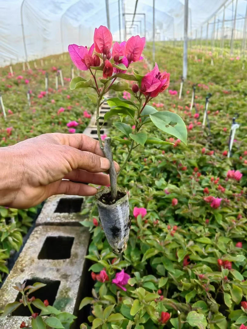 三角梅小苗带花发货四季开花绿植室外好养绿植盆栽地栽观叶爬藤花